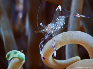 Glass shrimp by Aleksandr Marinicev 